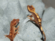 R. ciliatus hatchlings