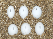 R. ciliatus eggs