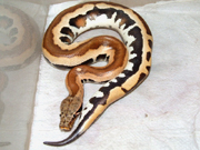 Reverse stripe blood python