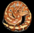 SP Reptiles pythons
