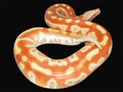 Red albino blood python